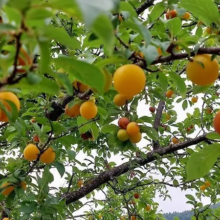 A Casa Da Rapariga De Cabelo Azul דירה